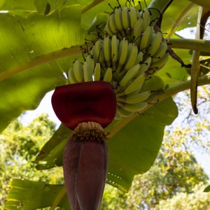 1as